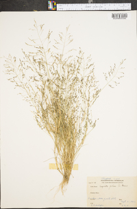 Eragrostis pilosa image