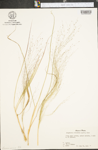 Eragrostis trichodes image