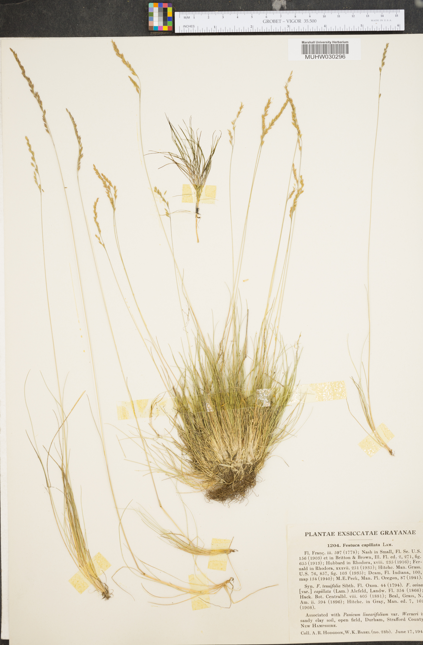 Festuca filiformis image