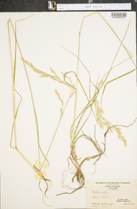 Lolium pratense image