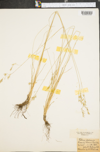 Festuca idahoensis image