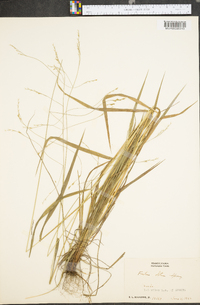 Festuca obtusa image