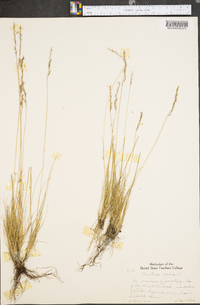 Festuca ovina image