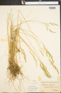 Festuca rubra image