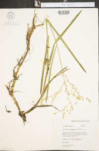 Glyceria canadensis image