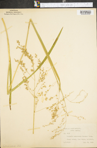 Glyceria canadensis image