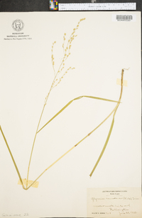 Glyceria canadensis image