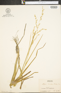 Glyceria canadensis image