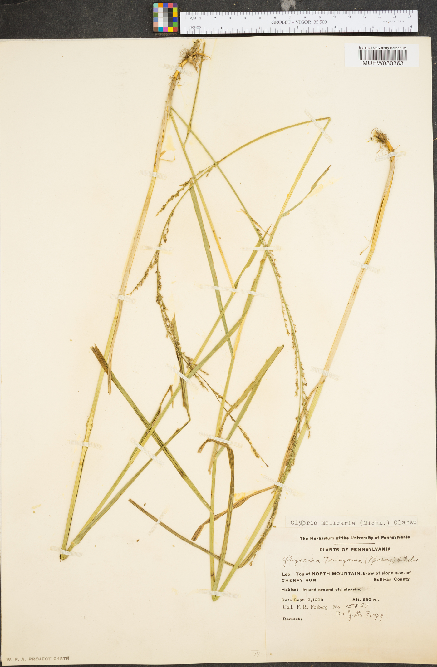 Glyceria melicaria image