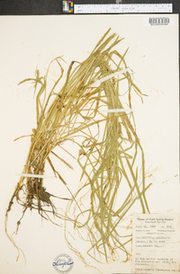 Glyceria melicaria image