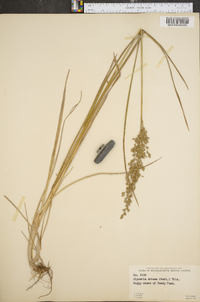 Glyceria obtusa image