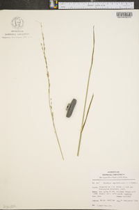 Glyceria septentrionalis image