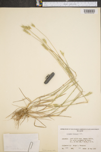 Hordeum pusillum image