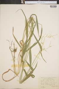 Elymus hystrix image