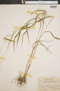 Elymus hystrix image