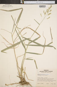 Leersia lenticularis image