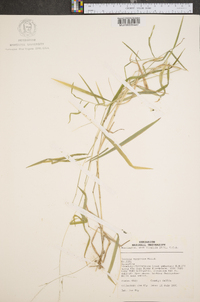 Leersia virginica image