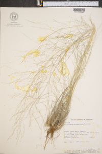 Muhlenbergia arenicola image