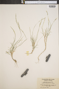 Muhlenbergia curtifolia image