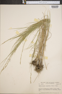 Muhlenbergia cuspidata image