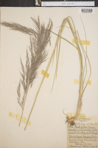 Muhlenbergia emersleyi image