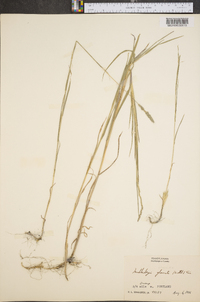 Muhlenbergia racemosa image