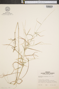 Muhlenbergia sylvatica image