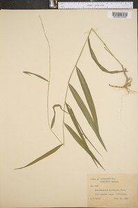 Muhlenbergia sylvatica image