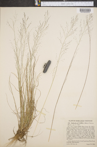 Muhlenbergia uniflora image