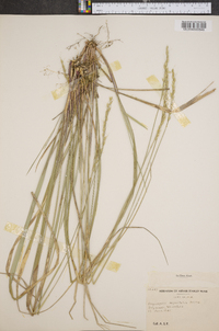 Oryzopsis asperifolia image