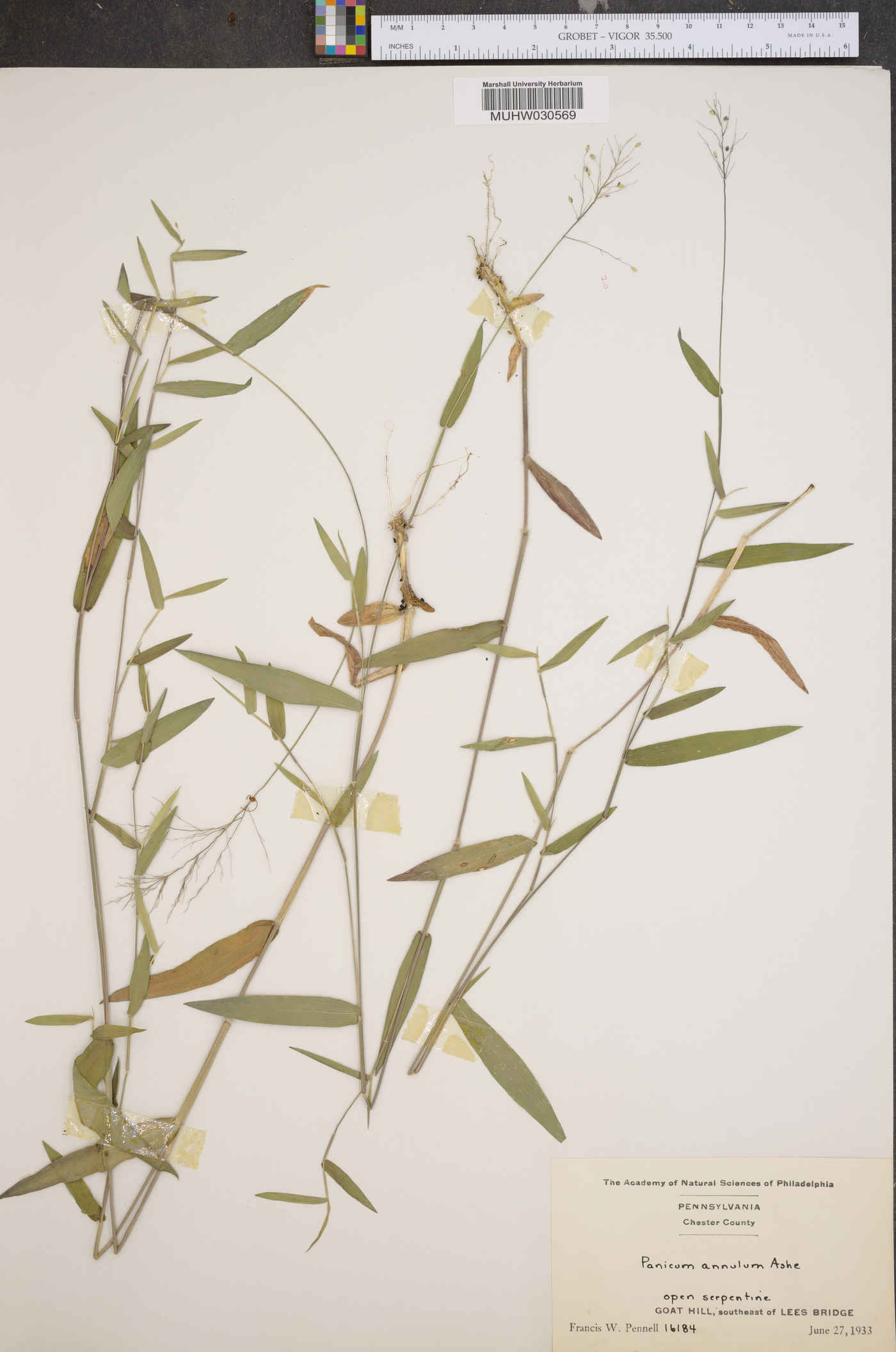 Panicum annulum image