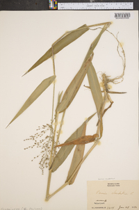 Panicum clandestinum image