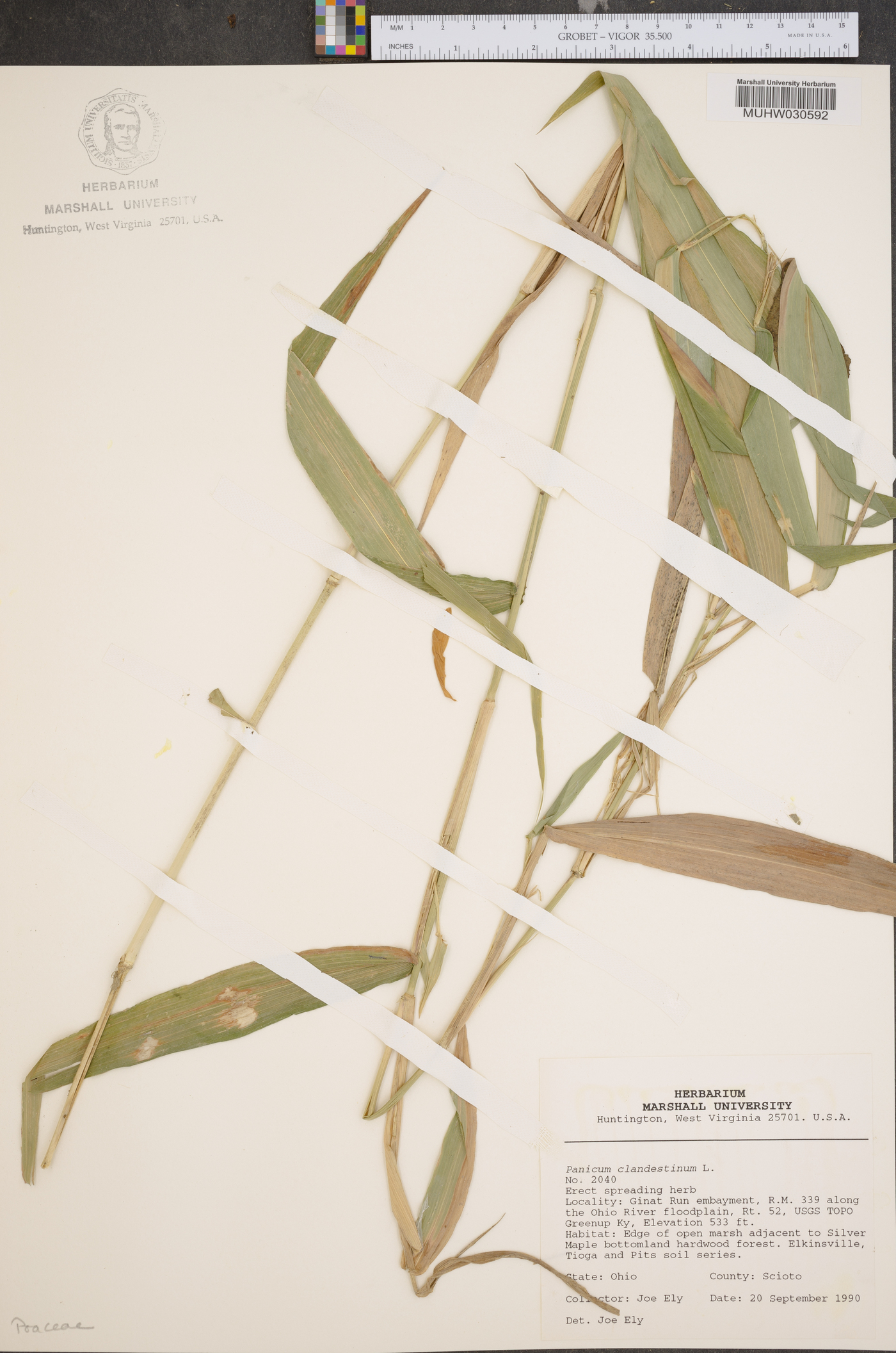Panicum clandestinum image
