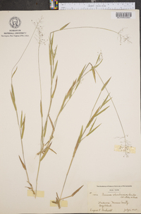 Dichanthelium acuminatum subsp. columbianum image