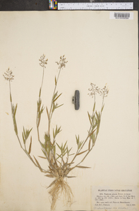 Dichanthelium acuminatum subsp. implicatum image