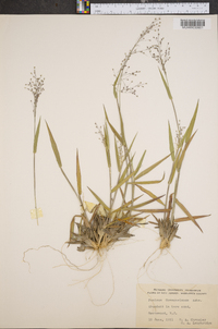 Panicum commonsianum image