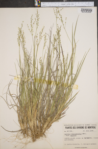 Panicum depauperatum image