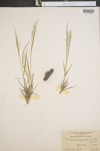 Panicum depauperatum image