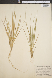 Panicum depauperatum image