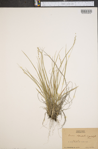 Panicum depauperatum image