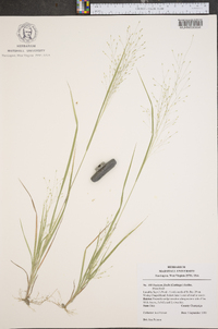 Panicum flexile image