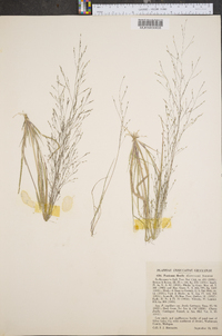 Panicum flexile image