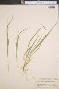 Panicum flexile image