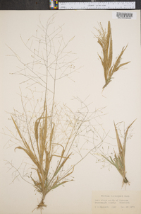 Panicum gattingeri image