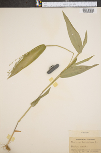 Panicum latifolium image