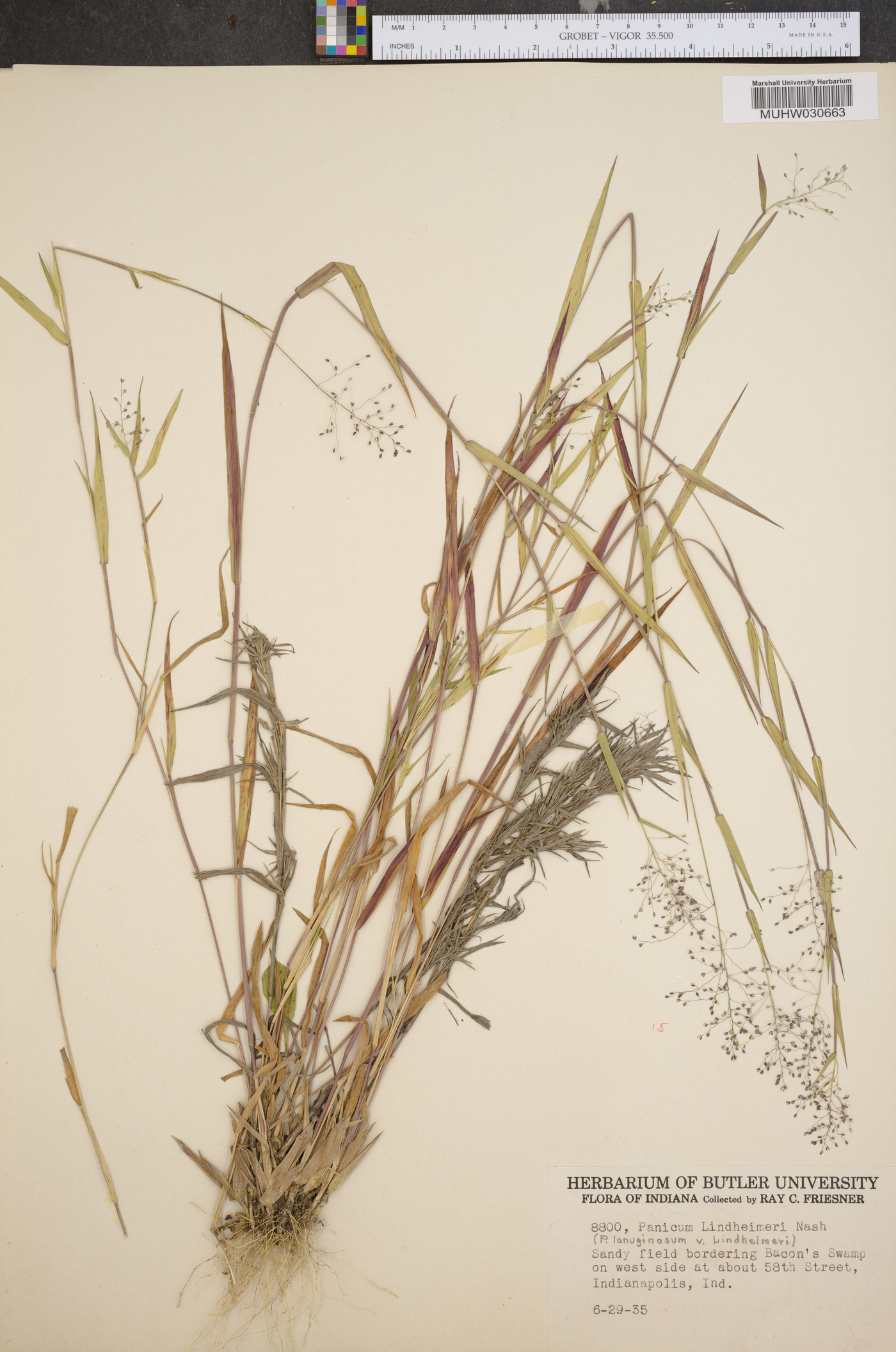 Panicum lindheimeri image