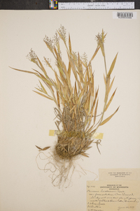 Panicum lindheimeri image