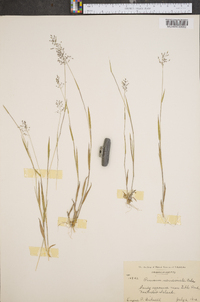 Panicum meridionale image