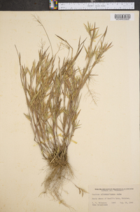Panicum meridionale image