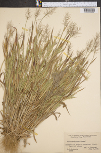 Panicum meridionale image